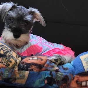 Meet your Posher, Connie